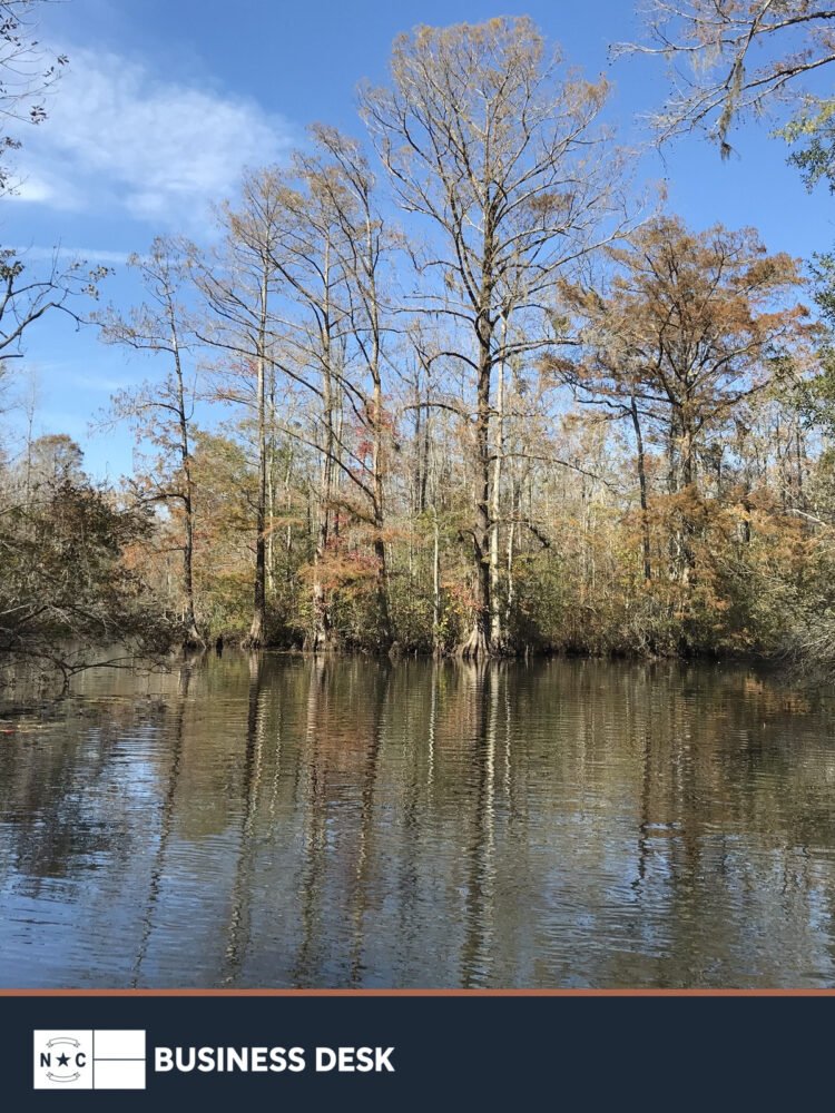 Forested wetlands and water at Great Island Riverbend in the Roanoke River National Wildlife Refuge.